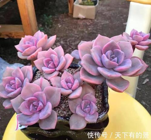 叶片|20款高贵梦幻紫色多肉,养一盆“紫气东来”,总有一款是你喜欢的