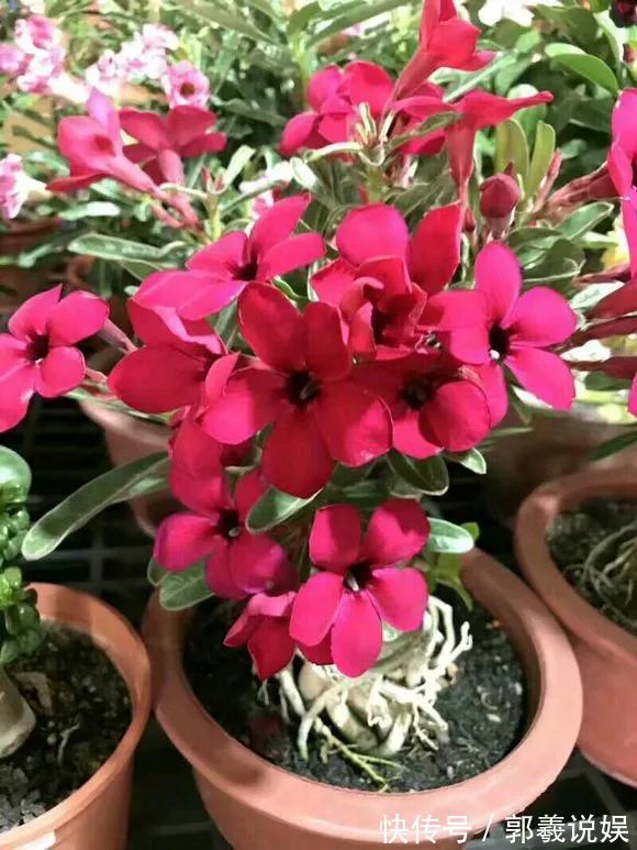 金枝玉叶|适合客厅养的5种“耐旱花”,30天不浇水也能爆盆,漂亮大气