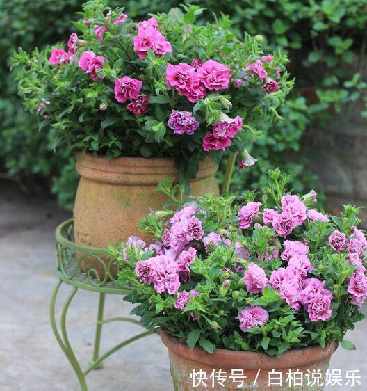 盆观|现在种一盆这种花,好养又漂亮,一盆观3季,是阳台盆栽之佳品