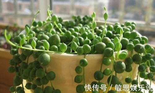 耐旱|谁说多肉都耐旱？这些喜水多肉，太能喝水天天要浇