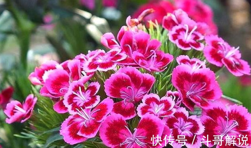 家里一定要养4种花,1盆顶“5盆”,好养又漂亮,满屋飘香!