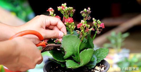 2种“矮子”花，不喜欢个子高，长高就要剪，不然难开花！