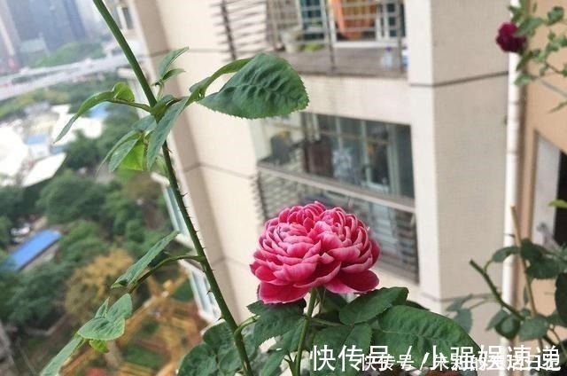 月季花|月季花迟迟不开花，看看枝条上有没有这种东西，发现一个剪一个！