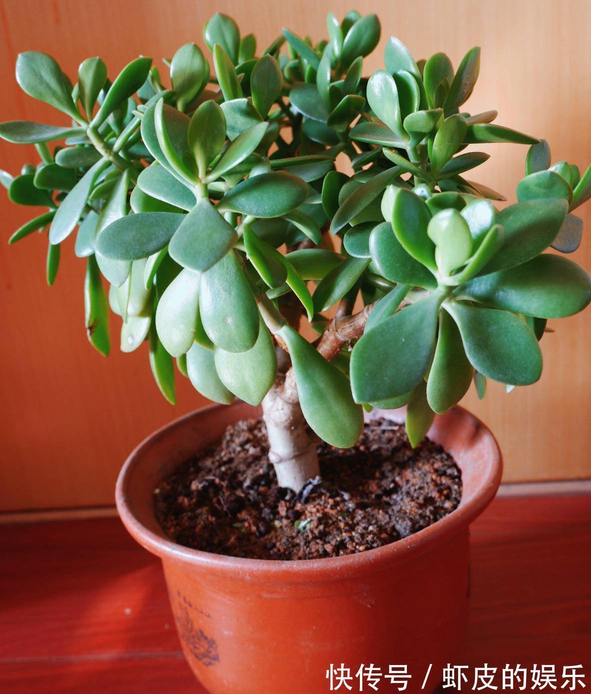 阳台上|很好养的3种小树,阳台露台都可以养,寓意好越养越旺净化空气