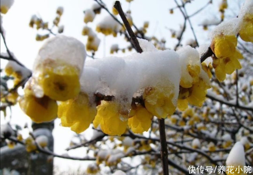 5种耐寒的花，冬天大雪压枝，姿态更优美