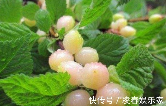 常吃|女性到了中年常吃的食物,排毒降火,降压减脂,清理体内垃圾