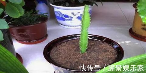 “2种花”现在扦插正合适，生根快、成活率高，开花十分养眼！