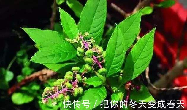 野果|农村一种常见“野果”，常被农民当野菜吃，却不知根部价值珍贵