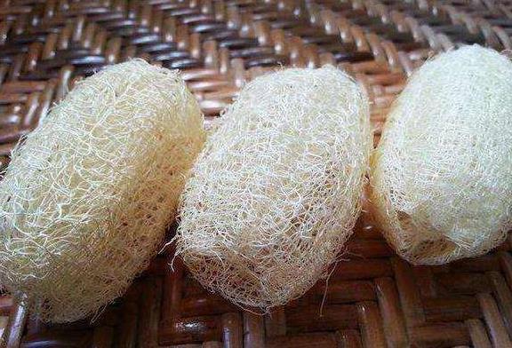 盆底垫“3种料”,不花1分钱,让花卉根系“窜满盆”,枝叶茂盛