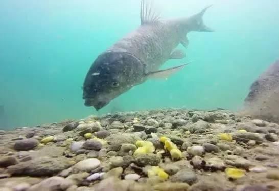 夏季大鱼难给口，错了因为调钓的灵钝，在一开始就有了误差