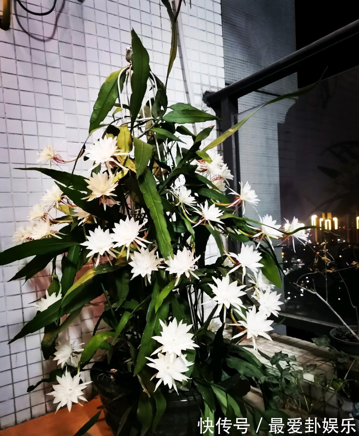 芳香|新型室内盆栽，耐阴好养，秋冬也有花开，花朵又美又香