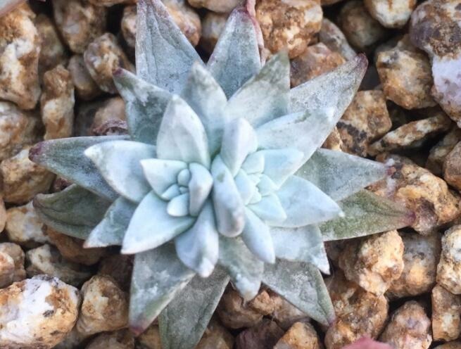 多肉植物“仙女杯”怎么养教你3个养护小妙招,紧实美观肉饱满