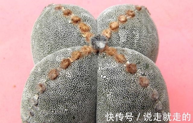 来客|这些星球属的多肉植物,宛如神秘的星空来客,奇异而美丽