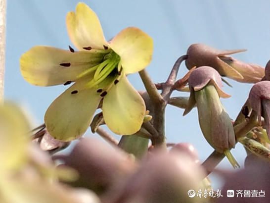 牛年好兆头，落地生根开花了