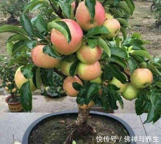 院子里种树,“3种树”很适合,棵棵生长旺,每年结果几十斤!