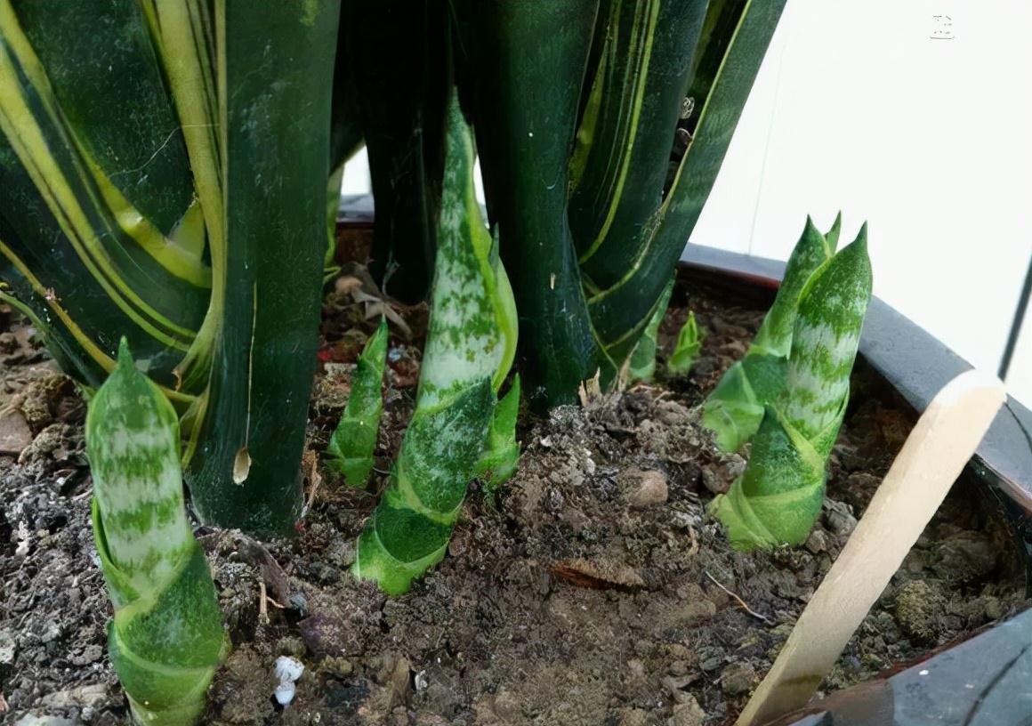 十月养虎皮兰,做好“一动作”,催出一堆小崽,次月养成盆景老桩