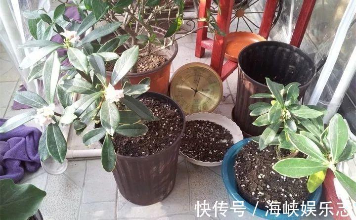 施肥|新手养花不用愁,给你支3招,烂根也能救过来!