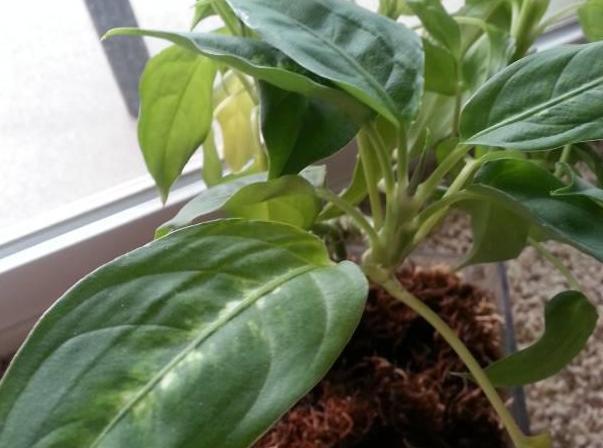 家居养花常见难题黄叶、烂根怎么办学学它轻松对症下药