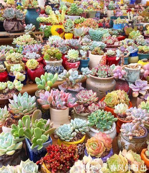 花市|养花,这些花最好不要碰,买回去压根就养不活