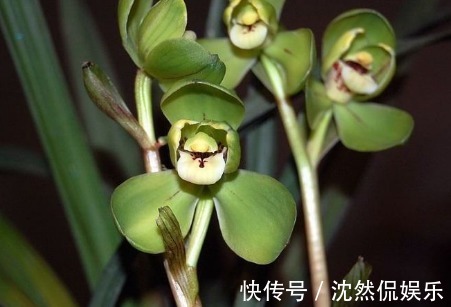 养花|新手养花,不如养盆花中精品“黑魔术玫瑰”,妩媚动人,观赏性高