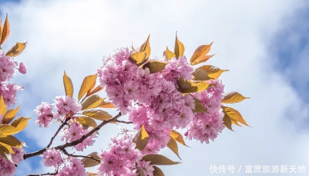  故事|《四世同堂》主要讲述的是几代家庭在战争中的悲欢离合故事