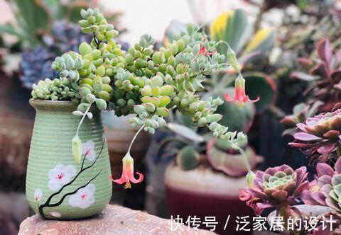 福娘|多肉达摩福娘来头真不小，姐妹多，人气高，养一盆不后悔