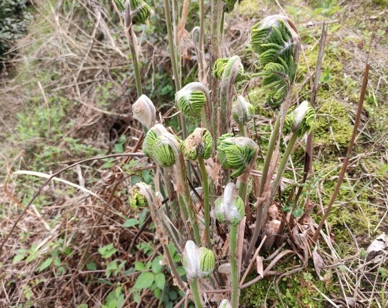 凉拌|65种野菜图片，带你认识不同的野菜和吃法，你想要的野菜这里都有