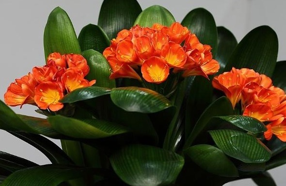 君子兰难开花在盆里埋点“它”，花剑蹭蹭窜，叶子油绿开爆盆！