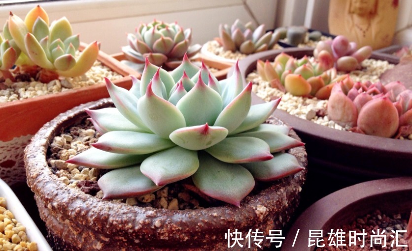 养多肉不知道如何浇水?老花匠在此分享妙招,告诉你其实并不难