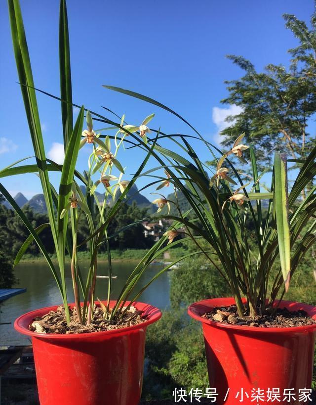 发芽|养兰花的“捷径”，最好别用，伤芽伤根，不出半年就枯萎