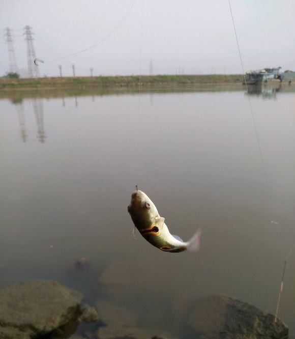 钓友|咬断鱼线、驱赶罗非鱼,珠江来了群“凶猛掠食者”,钓鱼人头疼