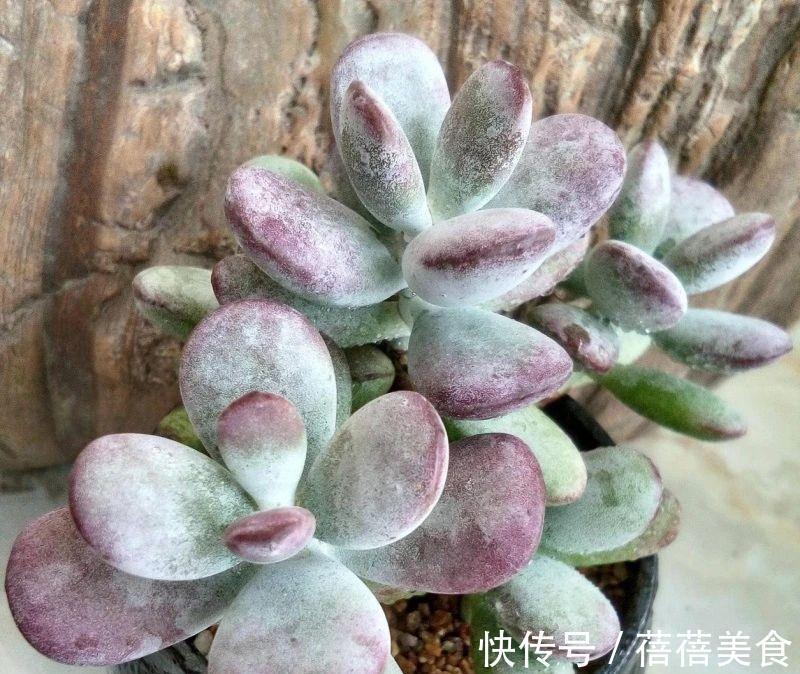 浇水|乒乓福娘如何养的滚圆可爱,除了品种要正,这些也很重要