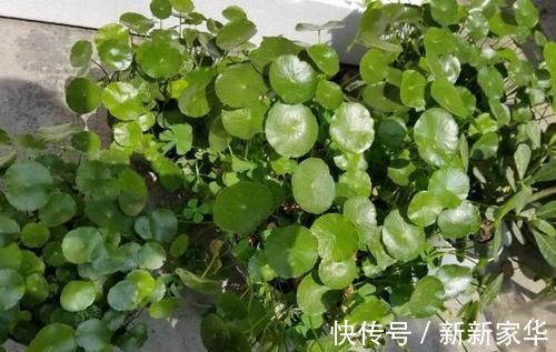 光照|专业养花人:练成这几招,杀手也能秒变“大神”