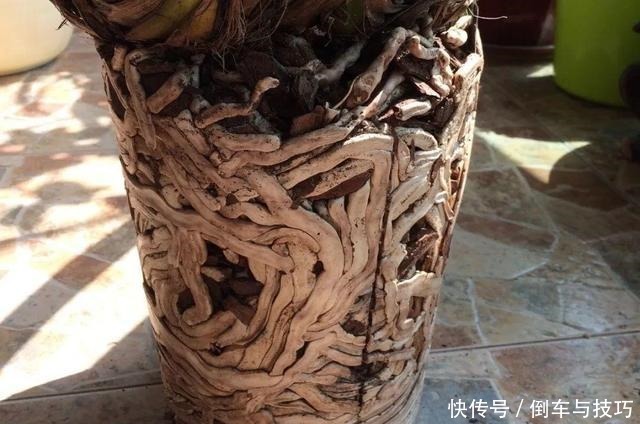 8种花,开完花别急着丢,剪一刀还能继续开!