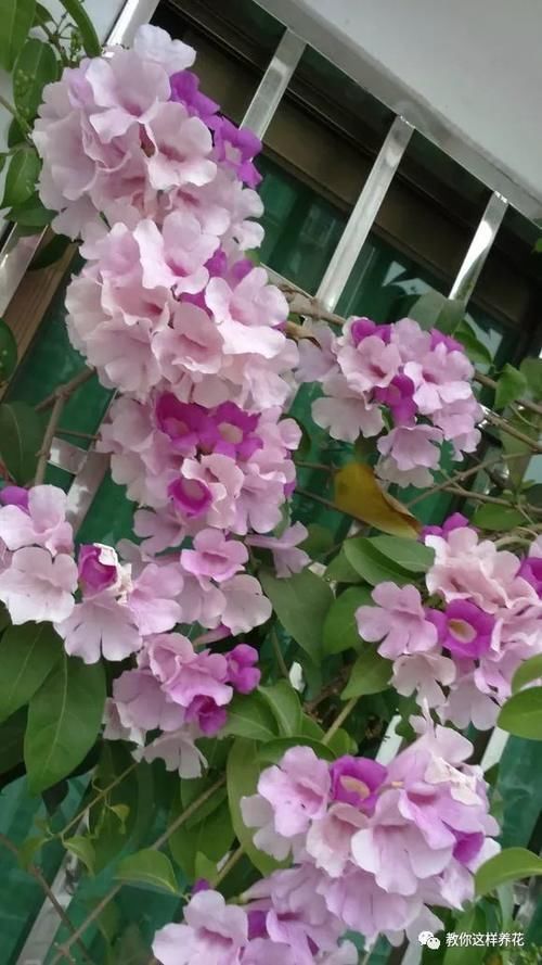 有机肥|这种花爱爬墙,一次花开1000朵,从来不生虫,花还能当蒜吃!