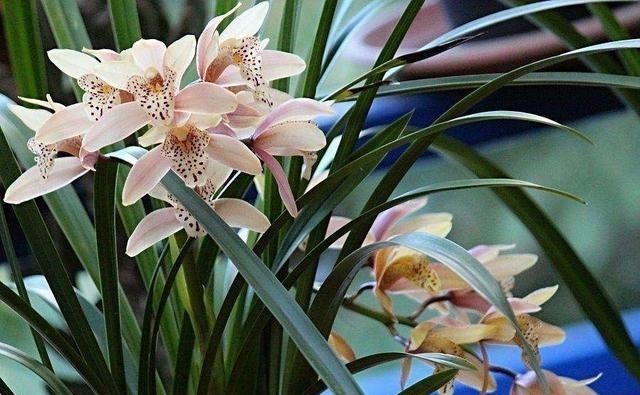 花儿|要兰花开花,有3个“催花”技巧,自然有花苞,花儿多美又香