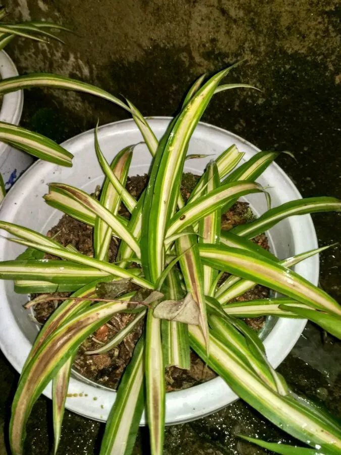 叶片|快住手!这10种植物千万别晒,晒得越多,死得越快!