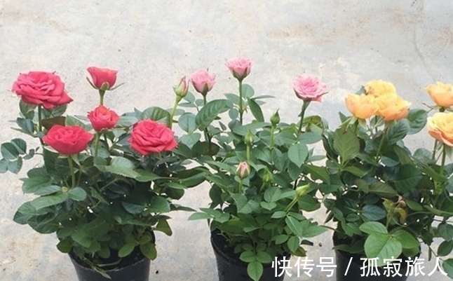 盆栽小玫瑰到手一天就蔫了,怎么破,做好4点安心看花
