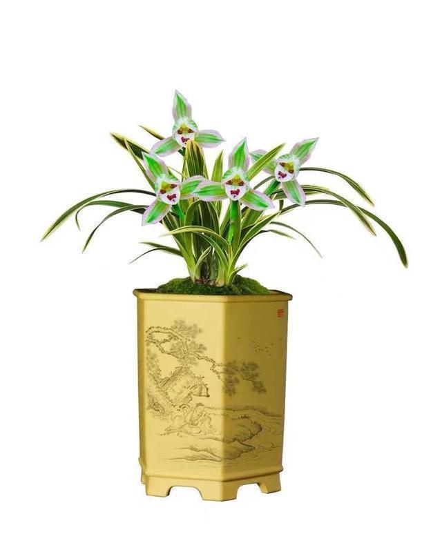 阳台养花选这种兰花,花开之后香气浓郁,好养好打