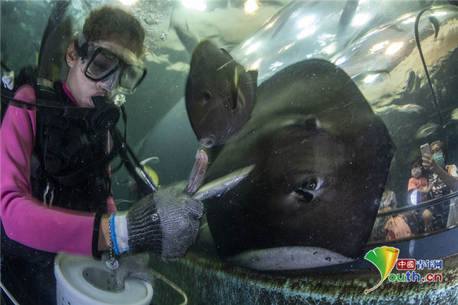 水族馆|泰国普吉岛于7月向海外游客开放 水族馆工作人员做开馆准备