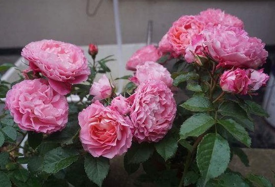 养月季也要用“套路”，学成之后，花苞直冒，1年开花四五次