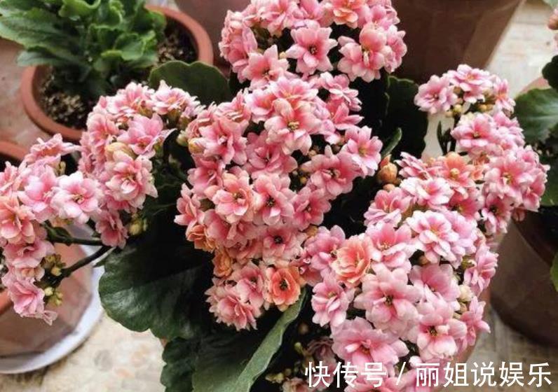 11月后养长寿花,2种花肥不能再用了,不然今年不开花,白养了