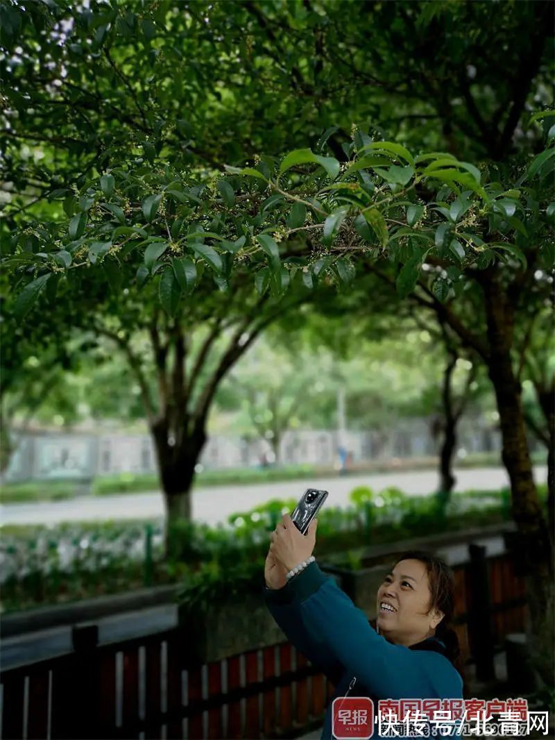 八桂|八桂秋花次第开，风卷一日香漫城