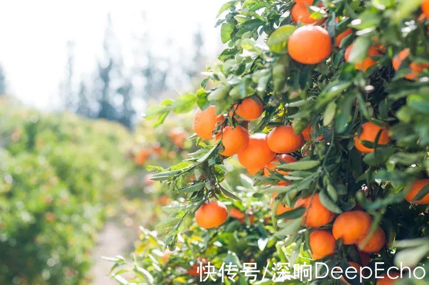 拼多多|拼多多为何“不放过”农业