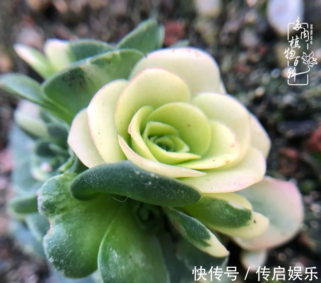 科普“山地玫瑰锦”万中无一，仙气缭绕！附养护知识！