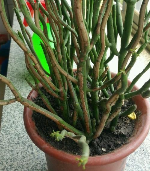 盆景|家中无法养这三类绿植，白送都不要，危害很大不建议养