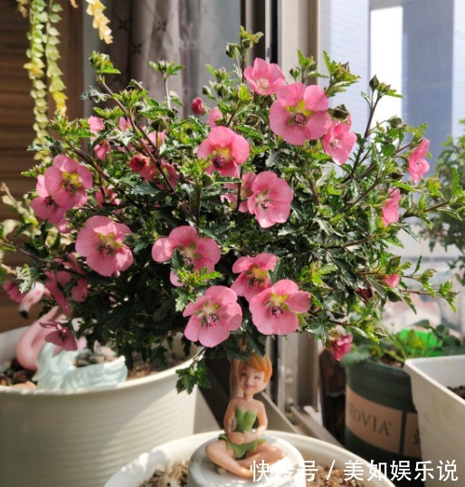 花土别再乱买了!搞不清养花环境,再好的土也烂根,自己配制最好