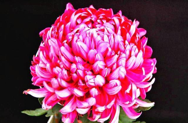 喜欢菊花,就养“菊中珍品”牡丹红,花型丰满,富贵华美