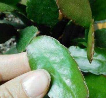 你还买这10种花别再乱花钱了,摘个叶子回家,过几天就变小苗了