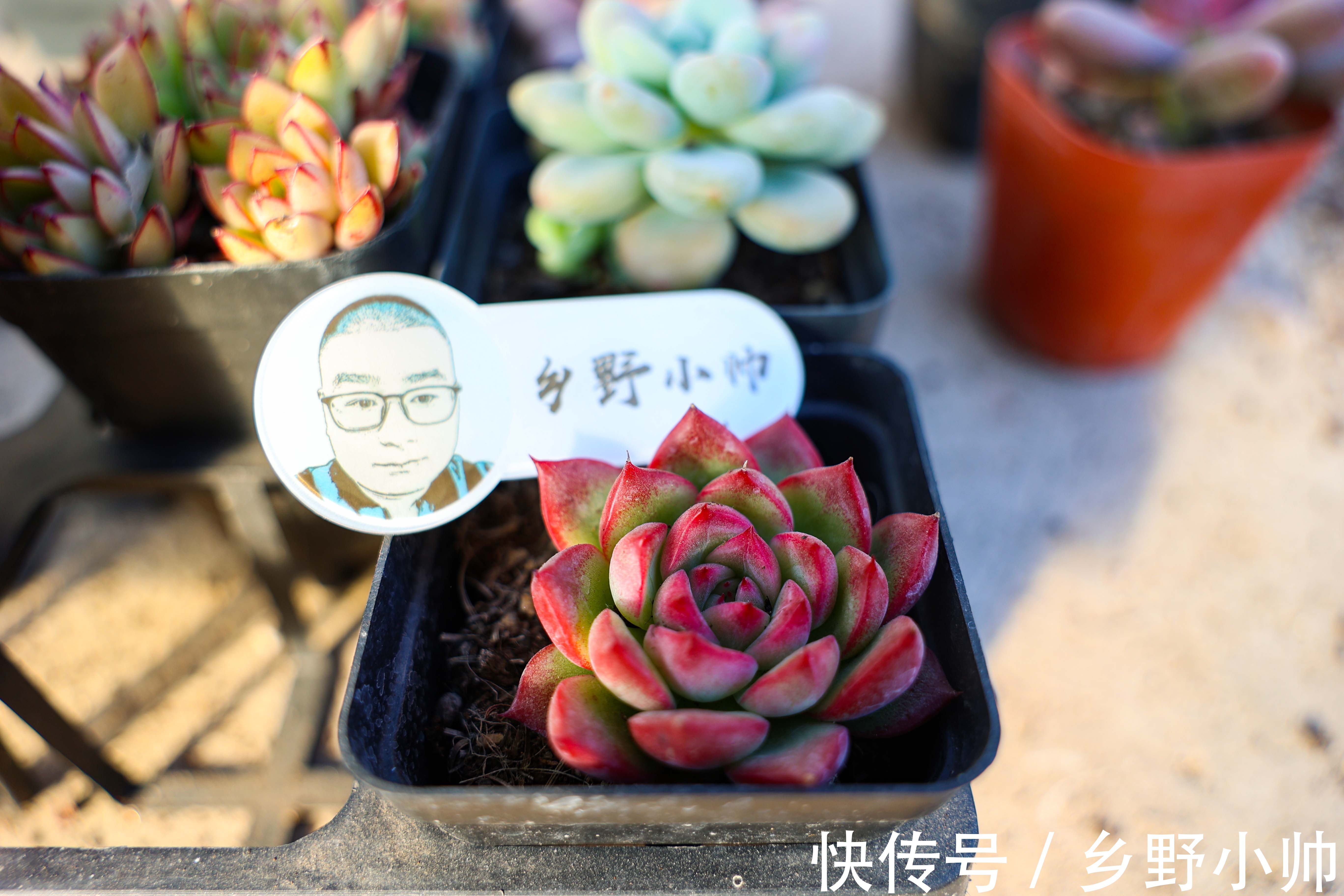 养好它,半年收获一大盆,冬日美肉之,笨芭、桃蛋篇